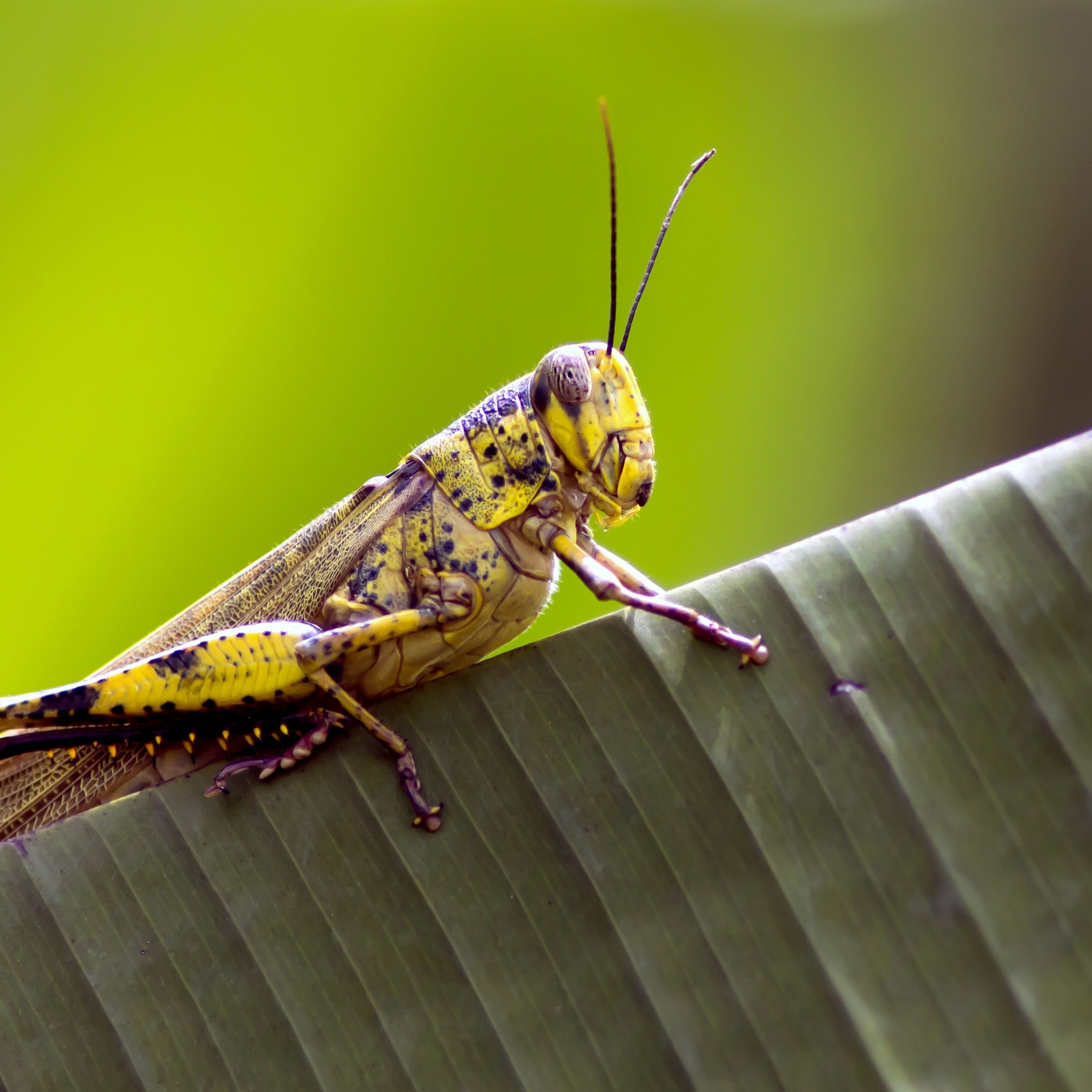Clutterbug quiz- Cricket