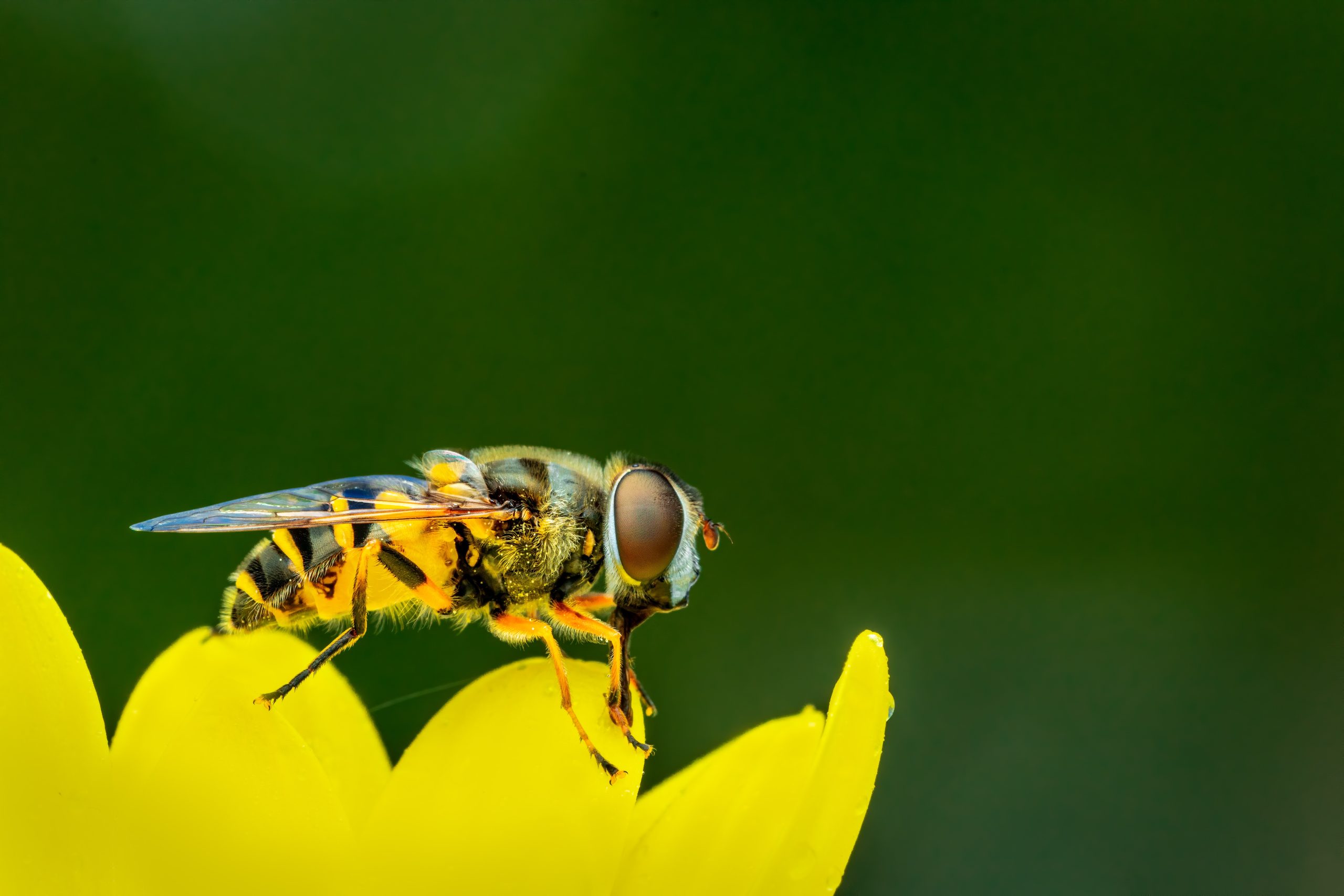 Clutterbug quiz- Bee