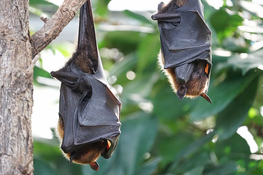 flying foxes bat tropical bat hanging
