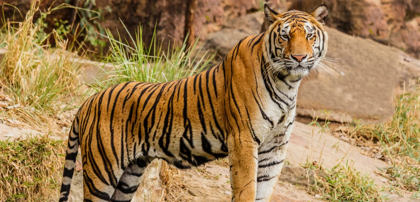 Animal Trivia Questions